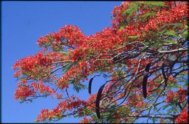 Red flowers on large green bush