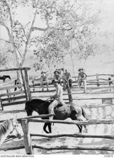 PORT MORESBY, PAPUA. 1942-07-11. THE BREAKING IN YARD OF THE INDEPENDENT LIGHT HORSE TROOP IN WHAT LOOKS TYPICAL AUSTRALIAN BUSH, BUT IS ACTUALLY IN A NEW GUINEA BATTLE ZONE. THESE MEN ERECTED THE ..