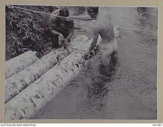 SORAKEN AREA, BOUGAINVILLE. 1945-05-04. PERSONNEL OF 16 FIELD COMPANY, ROYAL AUSTRALIAN ENGINEERS, SECURING LOGS TO THE BANK BEFORE PULLING THEM ASHORE FOR CUTTING. THIS TIMBER HAS BEEN FLOATED ..