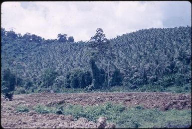 Construction disturbance with remnant of the coconut plantation : Bougainville Island, Papua New Guinea, April 1971 / Terence and Margaret Spencer