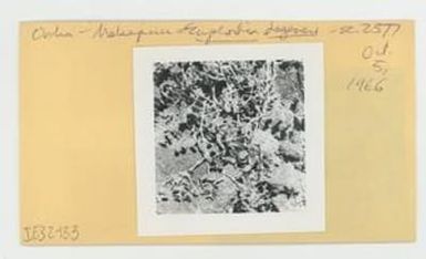 [Euphorbia degeneri in Hawaii, envelope IE32-133]
