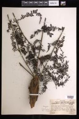 Leptopteris wilkesiana