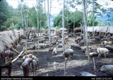 Exhibition of pigs