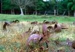 WWII Plane Wreckage, Rural Santo 1 of 4