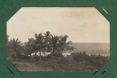 Grove of palm trees by the sea.  From the album: Banaba (Ocean Island)