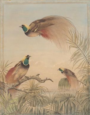 Red birds of paradise, 1888 / Neville Cayley