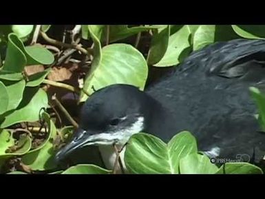 "Friday Night Lights" by Chiefess Kamakahelei Middle School | HIKI NŌ 101 | PBS HAWAIʻI