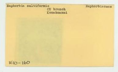 [Euphorbia multiformis in Hawaii, envelope IE10-160]
