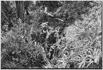 Pig festival, uprooting cordyline ritual, Tsembaga: men carry pig trussed to a pole, up trail