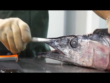 How to extract otoliths from a wahoo - saw method l Pacific fish biosampling