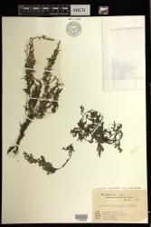 Ceratopteris thalictroides subsp. gaudichaudii