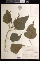 Macaranga involucrata var. involucrata
