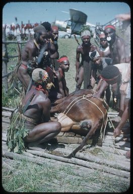 A cow ready to be transported from the Station by plane : Minj Station, Wahgi Valley, Papua New Guinea, 1954 / Terence and Margaret Spencer