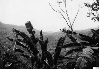 ["bergsrygg, landskap, berg, skog, fotografi, photograph", "bergsrygg, landskap, berg, skog, fotografi, photograph"]