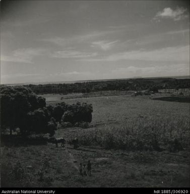 Livestock and children