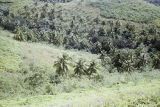French Polynesia, valley of wild coconut palms on Tahiti Island