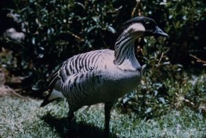 [Branta sandvicensis in Hawaii, United States]