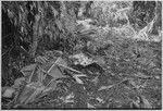 Pig festival, uprooting cordyline ritual, Tsembaga: in ancestral shrine, food for ritual meal is piled on leaves