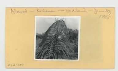 [Sadleria in Hawaii, envelope IE24-087]