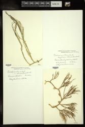 Caulerpa urvilliana var. vitiensis