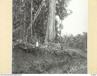 ZENAG, NEW GUINEA, 1944-02-28. ONE OF THE GIANT TREES BEING FELLED ALONG THE ROAD FIFTY SEVEN AND THREE QUARTER MILES FROM WAU. THE AUSTRALIAN NEW GUINEA ADMINISTRATIVE UNIT REPRESENTATIVE IN THE ..