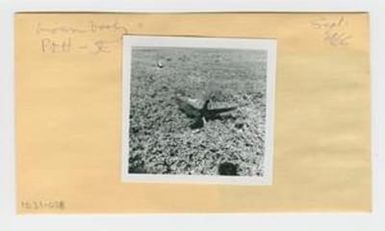 [Brown Booby in Hawaii, envelope IE31-038]