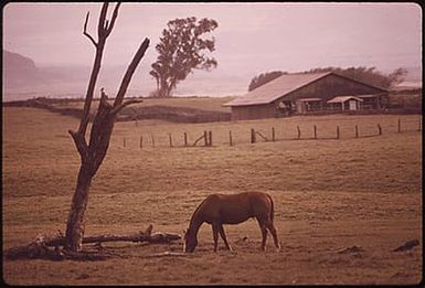 PASTURE