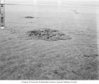 Coral reef in shallow waters between Enar and Rokar Islands of Bikini Atoll, summer 1947