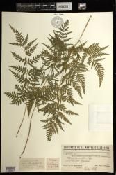 Pteris tremula