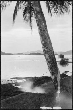 Palm trunk with a jetty in the distance, New Guinea, ca. 1929 / Sarah Chinnery