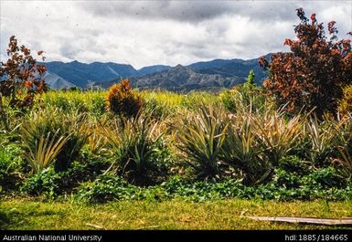Water Rais, with cocos palms