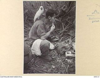 KIARIVU, NEW GUINEA, 1945-08-07. WAHPI, A TIME, SIX MONTHS OLD, WHITE COCKATOO, WHO WAS REARED BY MEMBERS OF C COMPANY, 2/7 INFANTRY BATTALION, RESTING ON SERGEANT O'BRIEN'S SHOULDER WHILE HE ..