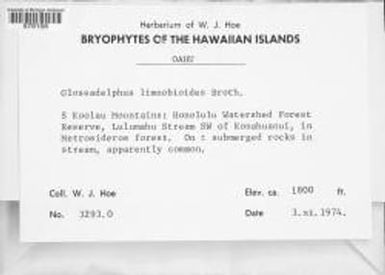 Glossadelphus limnobioides