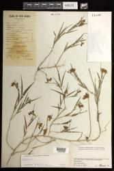 Glomera indet