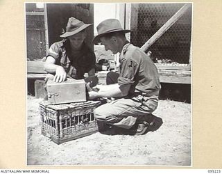 CAPE WOM, WEWAK AREA, NEW GUINEA, 1945-08-14. TWO MEMBERS OF 4 PIGEON SECTION ATTACHED TO 6TH DIVISION SIGNALS, PLACING A CARRIER PIGEON IN A TWO-BIRD CONTAINER FOR MOVEMENT WITH A PATROL. THE ..