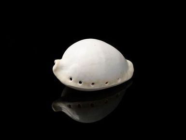 White Cowrie