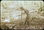 Woman planting taro