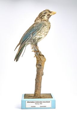 ["Ailuroedus melanotis maculosus"]