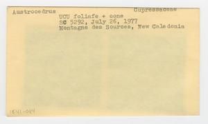 [Austrocedrus in New Caledonia, envelope IE41-084]
