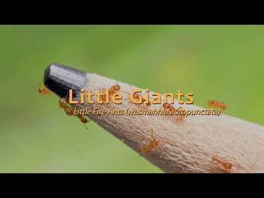 Little Giants - Little Fire Ants (wasnannia auropunctata) : Vanuatu / by Alain Simeon