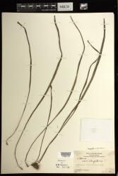 Haplopteris ensiformis