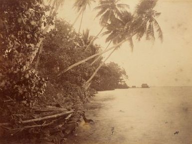 Pohnpei. From the album: Views in the Pacific Islands