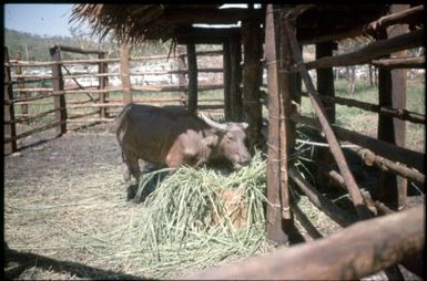 Port Moresby Show (4) : Port Moresby, Papua New Guinea, 1975 / Terence and Margaret Spencer