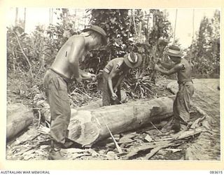 DRINIUMOR RIVER, NEW GUINEA. 1944-11-23. IN A SCENE REMINISCENT OF A LUMBER CAMP, 7 PLATOON, 2/8 FIELD COMPANY, ROYAL AUSTRALIAN ENGINEERS, TROOPS TRIME PILES DURING THE CONSTRUCTION OF A BRIDGE ..