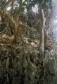 Palau, jungle growth on rock formation at water's edge