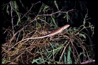 Skink sp.