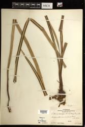 Haplopteris scolopendrina