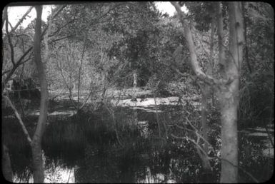 Vivigani swamp : Goodenough Island, D'Entrecasteaux Islands, Papua New Guinea, 1956-1958 / Terence and Margaret Spencer