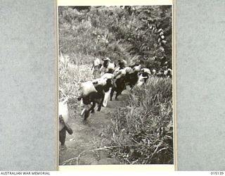 1943-06-28. NEW GUINEA. WAU-MUBO AREA. NATIVE CARRIERS SET OUT ALONG THE TRACK IN THE WAU-MUBO AREA, CARRYING SUPPLIES TO FORWARD AREAS. (NEGATIVE BY G. SHORT)