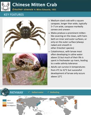 Chinese mitten crab | Eriocheir sinensis